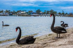 Black-Swans-nest-on-Paynesville-foreshore