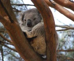 Koala-at-Raymond-Island-400x329