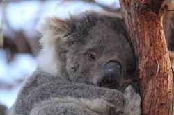Koalas are easy to spot on Raymond Island